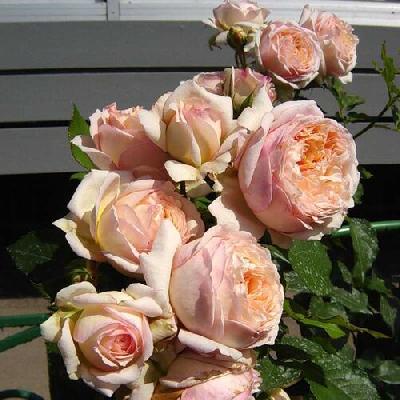 Шарль дэ Нэрво