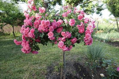 ����� �������� �������