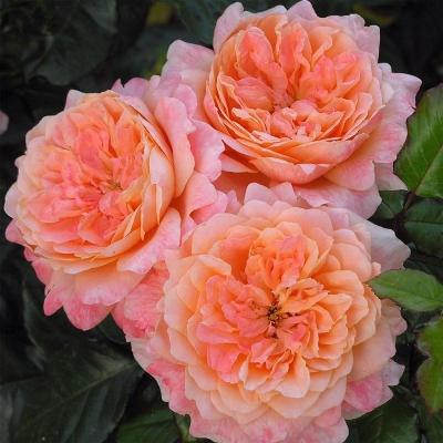 Штамб Самаритан