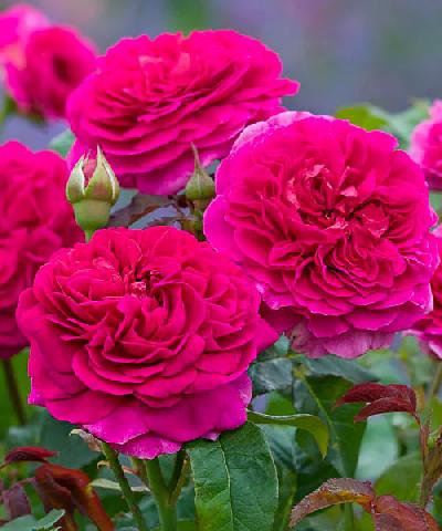 Штамб Габриэль Оак