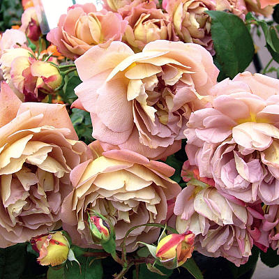 Брауни (флориб.США1959)