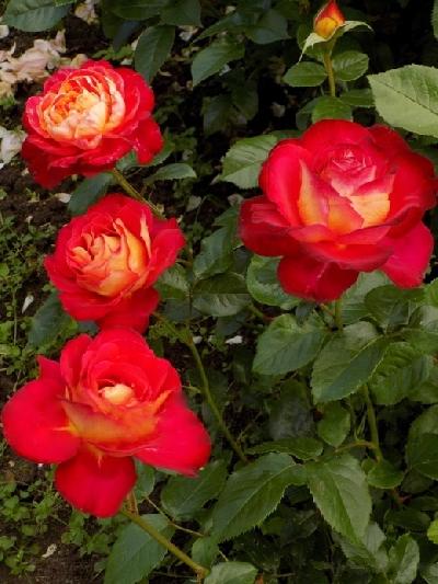 ������ ��������