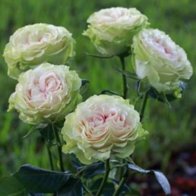 Бриллиант Старс Грин