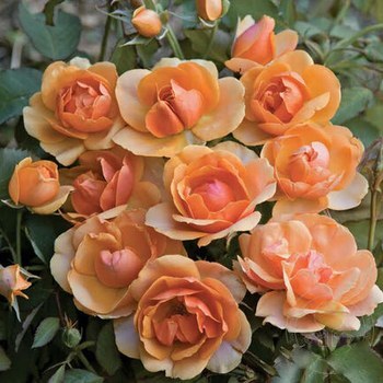 �� ��� ��������