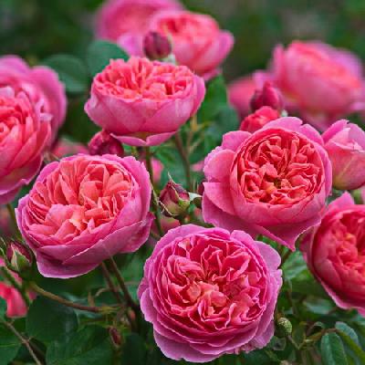 ��������� �������