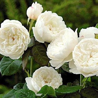 ������ ��� ������