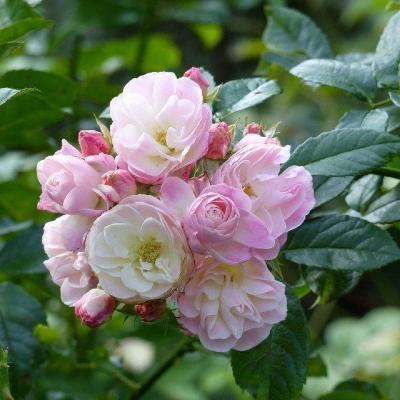 Штамб Буке Парфе