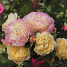 Лайф Оф Зе Пати / Фести Лайф