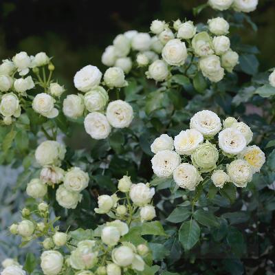 ������� �����