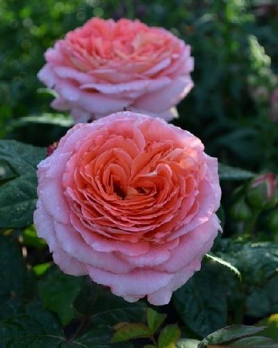 Нотр Дам дю Розэр