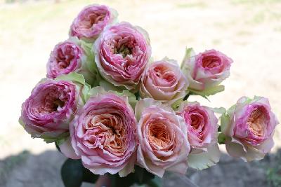 Пинк Гарден DFR 47