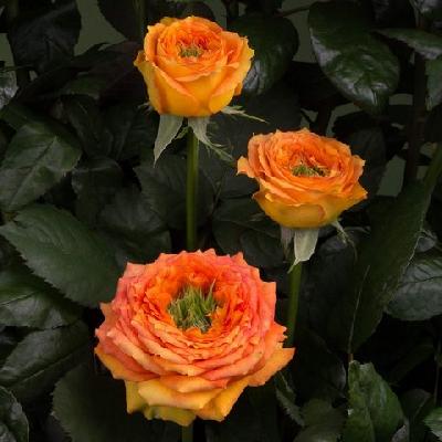 Грин Айлэнд Самоа