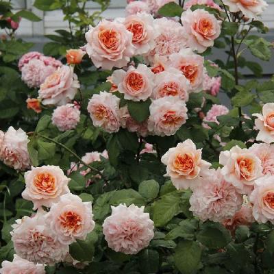 ������� �����