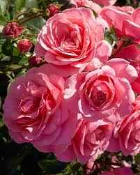 Элейн Пэйдж