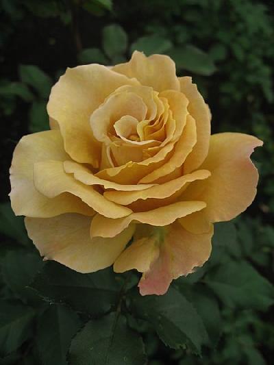 Голден Опортьюнити