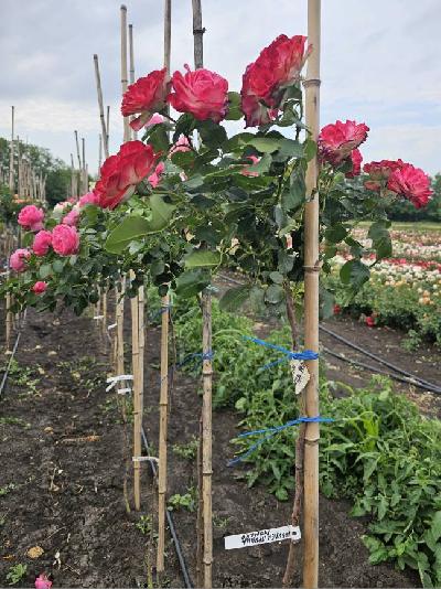 Штамб Юбилей Принца Монако