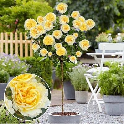 Штамб Беатрис