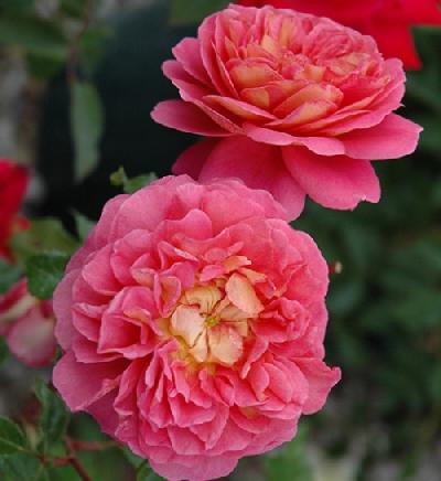 ��������� ������