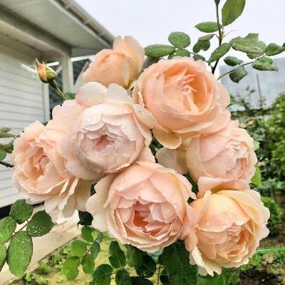 Воллертон Олд Холл