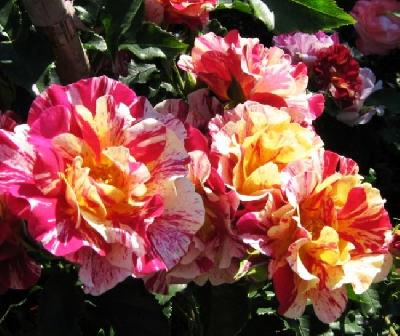 ����� ����