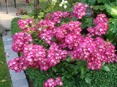 Штамб Ред Балерина