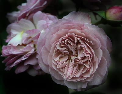 Флоранс Делатр