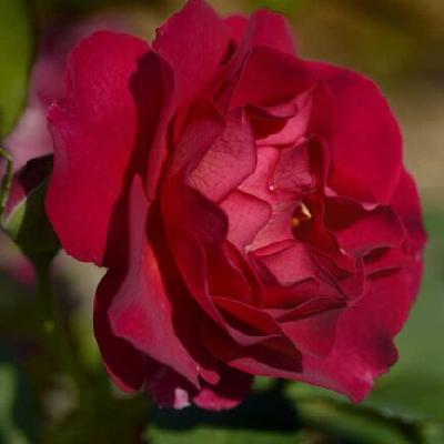 Мисс Маджента