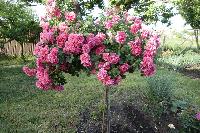 ����� �������� �������