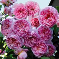 ���� ������