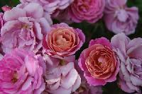 ���� ����  