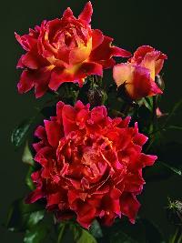 Индиан Раффлз