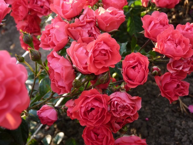 Фото роз спрей и названиями сорта