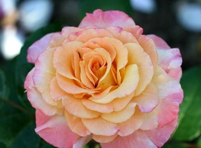 Акварельные розы Изображения – скачать бесплатно на Freepik