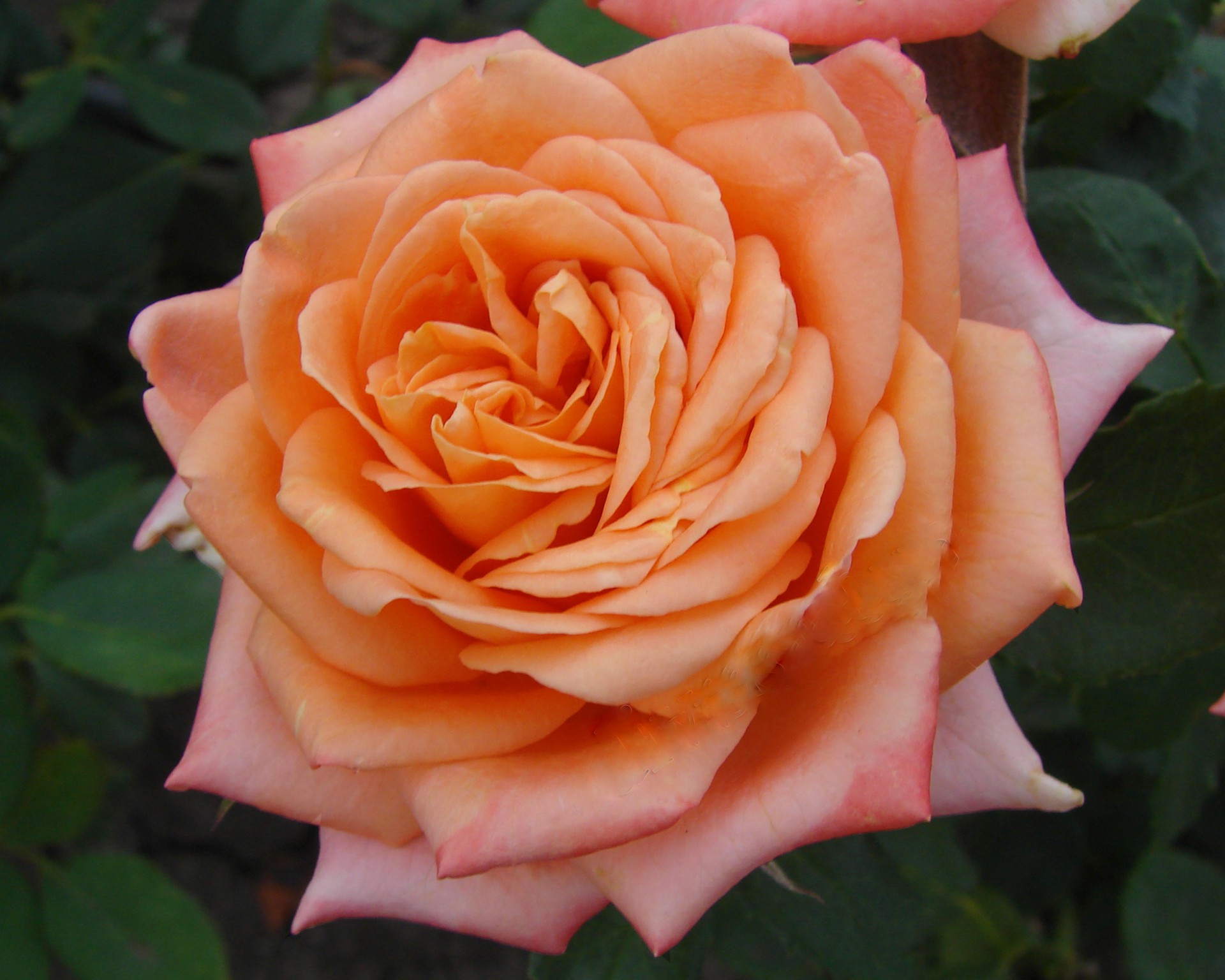 Роза Камея