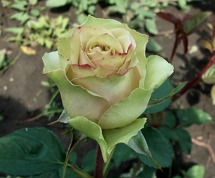 Роза николя уло фото и описание